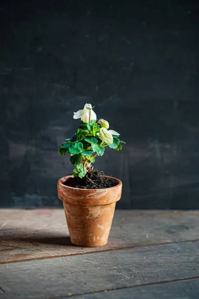 White Aquilegia Pot — Stock Photo, Image