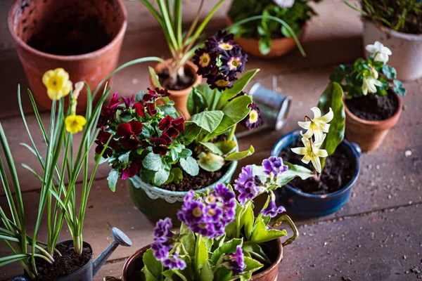 Lentebloemen Potten — Stockfoto