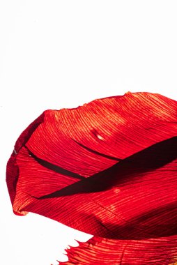 Beyaz arkaplanda çiçekler