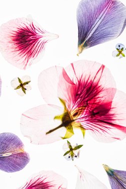 Beyaz arkaplanda çiçekler