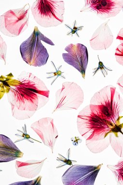 Beyaz arkaplanda çiçekler