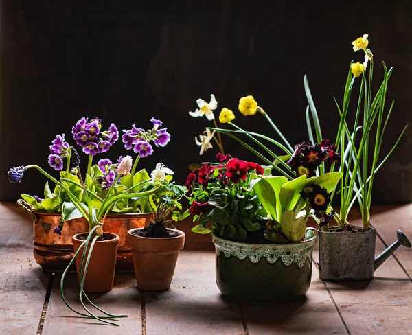 Lentebloemen Potten — Stockfoto