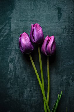 Siyah arkaplanda laleler