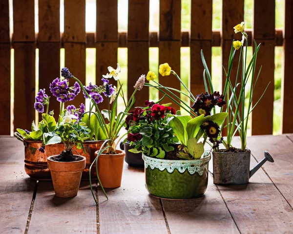 Spring Flowers Pots — Stock Photo, Image