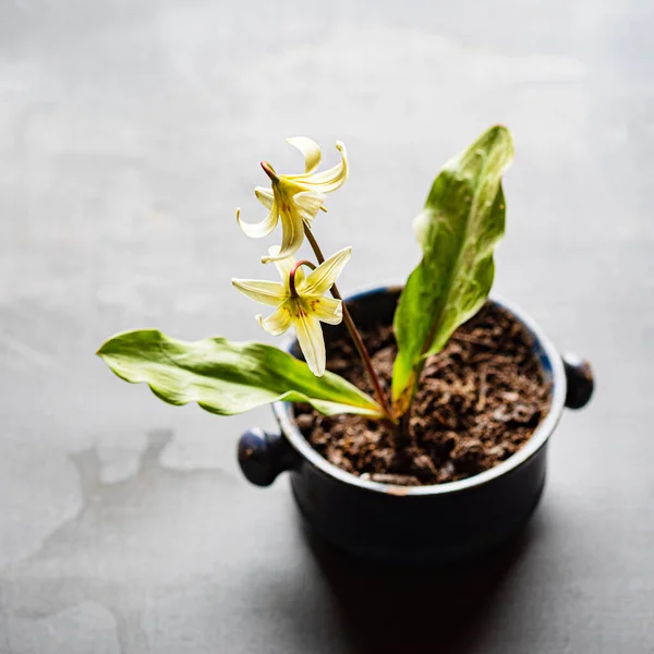 Erythronium Sibiricum Pot — Stock Photo, Image