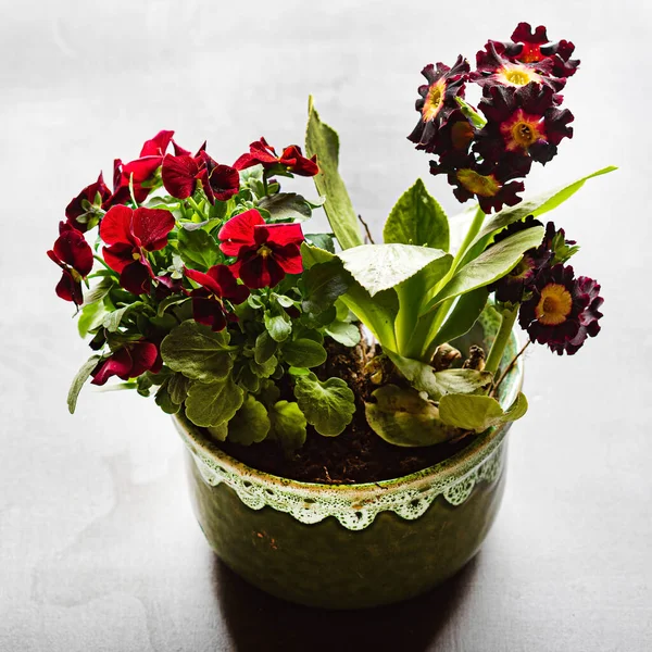 Spring Flowers Pot — Stock Photo, Image