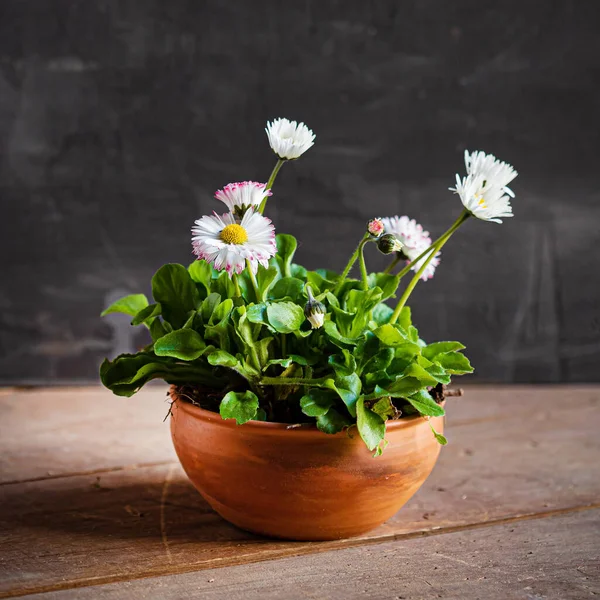 Marigold Kwiaty Garnku — Zdjęcie stockowe