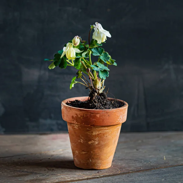 White Aquilegia Pot — Stock Photo, Image