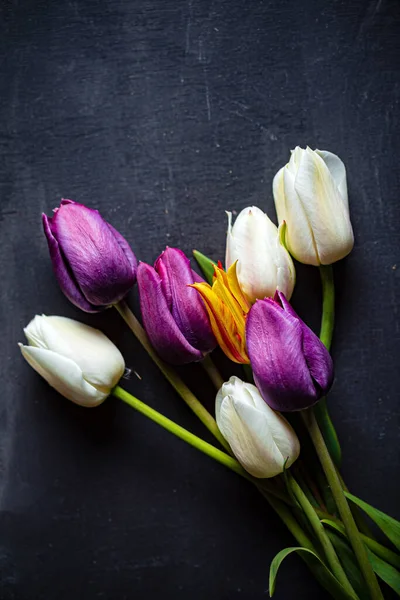 Tulipanes Sobre Fondo Negro — Foto de Stock