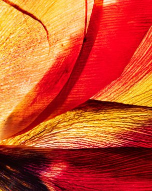 Beyaz arkaplanda çiçekler