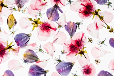 Beyaz arkaplanda çiçekler