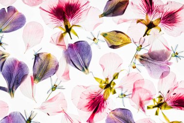 Beyaz arkaplanda çiçekler