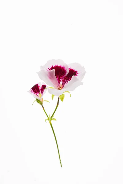 Květiny Bílém Pozadí — Stock fotografie