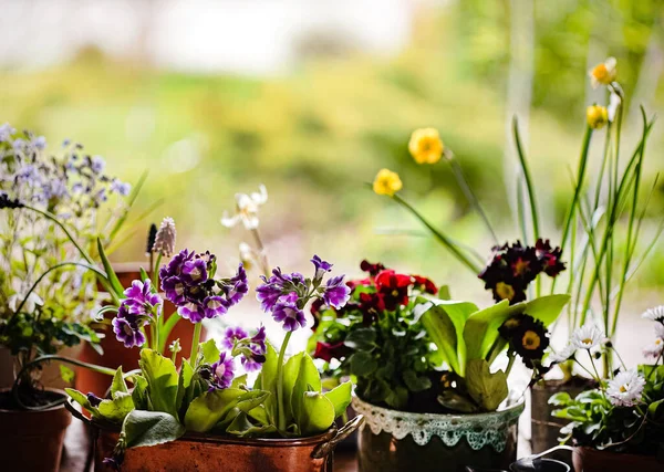 Vårblommor Krukorna — Stockfoto