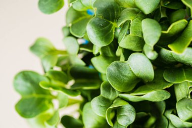 Kutuda taze mikroyeşiller var.