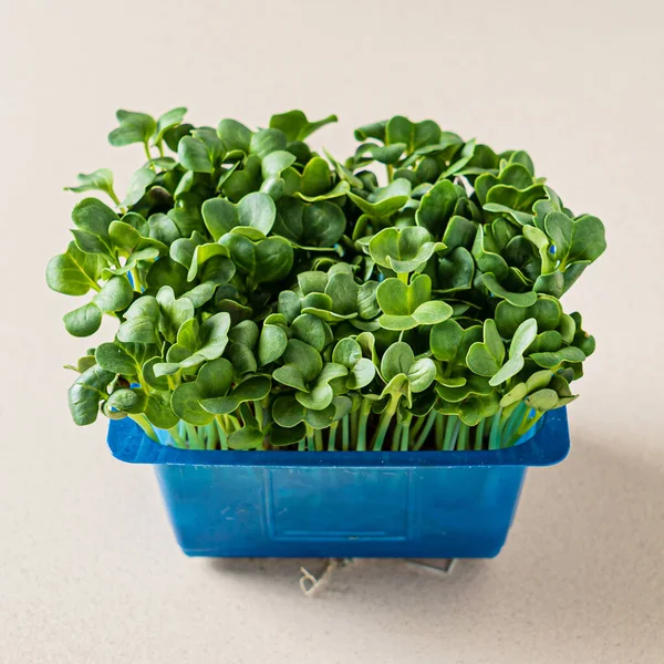 Microgreens Frescos Caixa — Fotografia de Stock