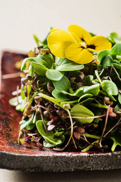 Färska Ätbara Mikrogröna Växter Och Blommor — Stockfoto