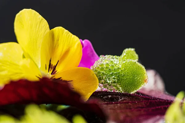 新鲜可食用的微绿色植物和花卉 — 图库照片