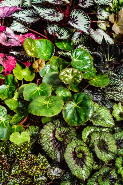 Plantas Begônia Com Folhas Coloridas — Fotografia de Stock