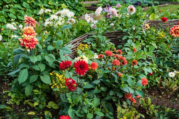 Dahlia Flores Jardim — Fotografia de Stock