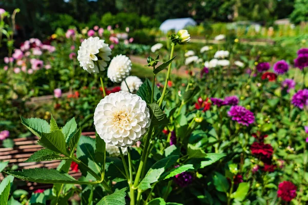 Dahlienblüten Garten — Stockfoto