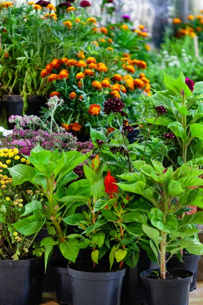 Kräuter Und Blumen Topf — Stockfoto