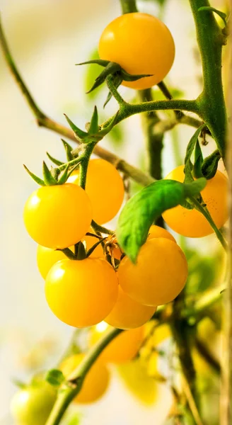 Tomaten wachsen auf Zweigen — Stockfoto