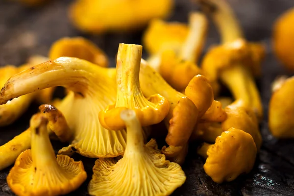 Champignons de chanterelle frais — Photo