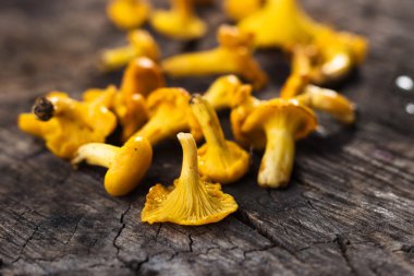 taze Cantharellus cibarius mantar