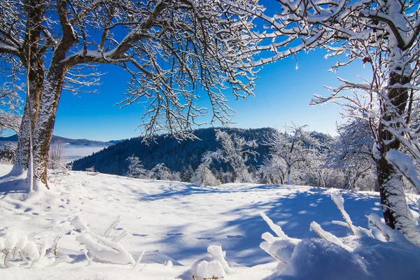 Paesaggio invernale al mattino — Foto Stock