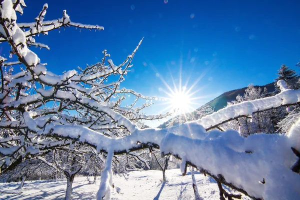 Vinterlandskap i tidig morgon — Stockfoto