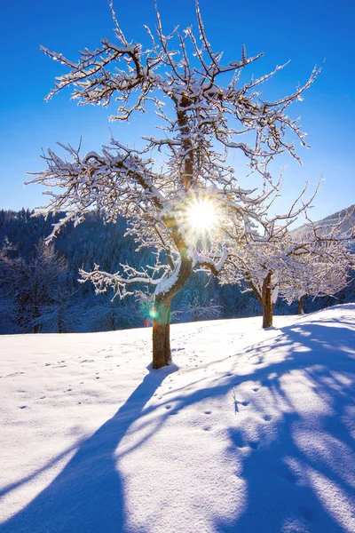 Paysage hivernal tôt le matin — Photo