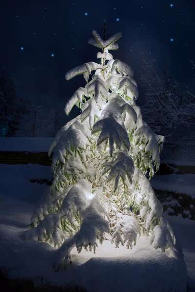 Güzel yılbaşı ağacı — Stok fotoğraf