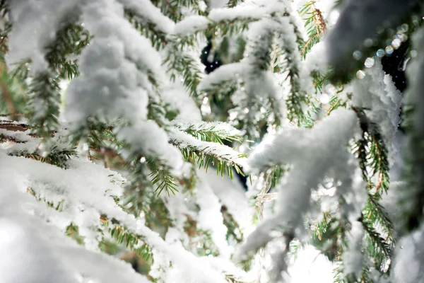 Beautiful Winter landscape — Stock Photo, Image