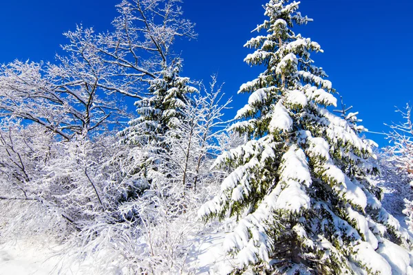 Winterlandschaft am Morgen — Stockfoto