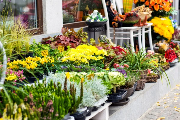 Schöner Laden mit Blumen — Stockfoto