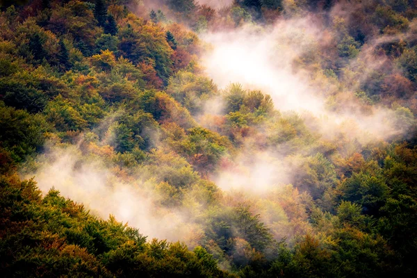 Misty autumn forest — Stock Photo, Image