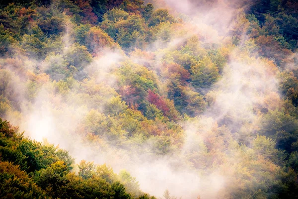 Bosque de otoño brumoso — Foto de Stock