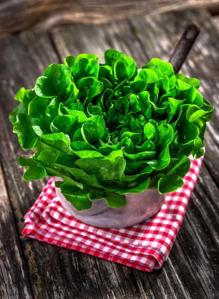 Cabeza de lechuga ecológica verde — Foto de Stock