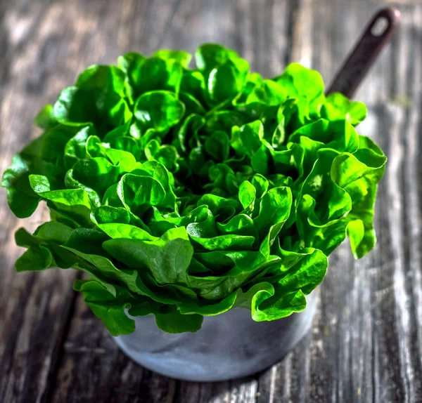 Cabeza de lechuga ecológica verde — Foto de Stock