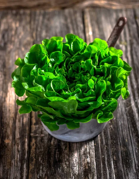 Zielona sałata organicznych głowy — Zdjęcie stockowe