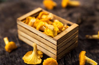 Taze Cantharellus cibarius mantar kutusunda