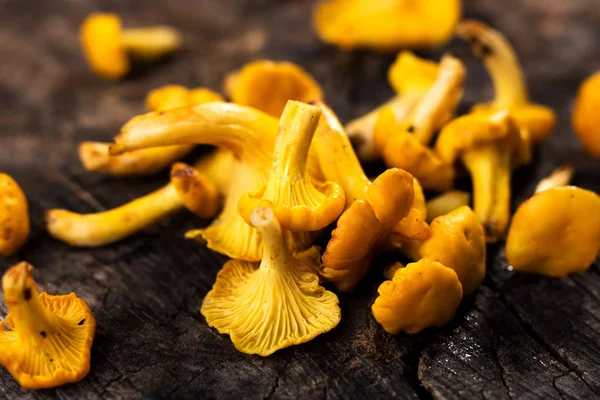 Cogumelos chanterelle frescos no fundo de madeira — Fotografia de Stock