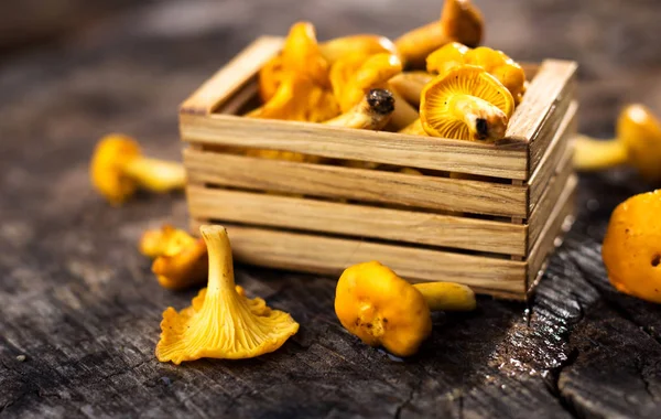 Taze Cantharellus cibarius mantar kutusunda — Stok fotoğraf