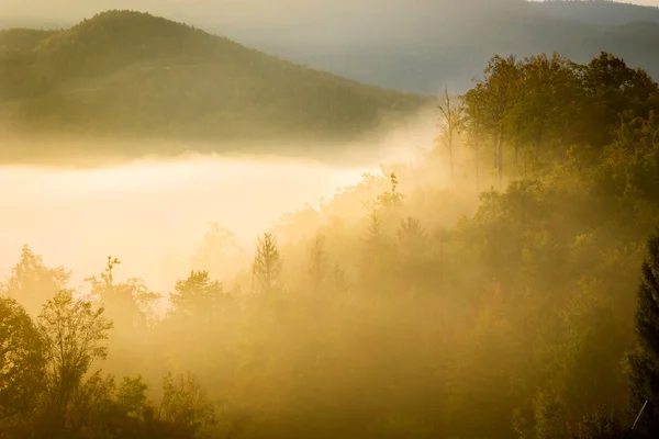 Dimmig morgon i skogen — Stockfoto