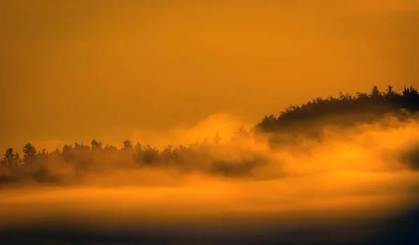 Silhuetten av skog med fog — Stockfoto