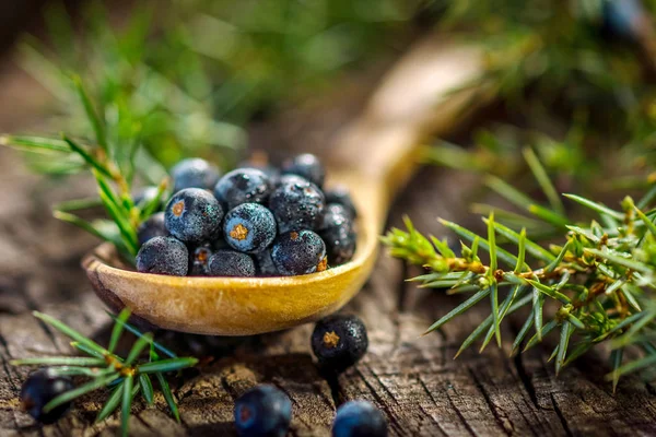 Juniper berries in spoon — Stock Photo, Image