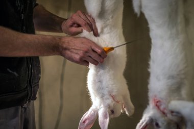 Tavşan eti hazırlama kasap