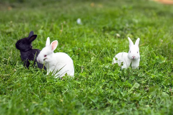 Grappige baby konijnen — Stockfoto