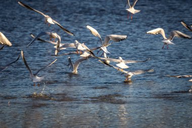 Martılar su arka plan üzerinde